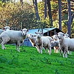 Quinta Da Torre - Lantställe *